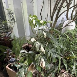 Happy Plants Nursery - Beautiful albo growing, which I can only aspire to have such a pretty one.