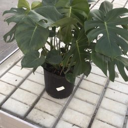 Monstera plant