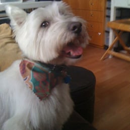 Mac after his cut! Cute or what!!!