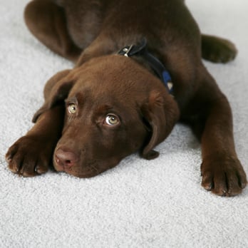 Gatorville Chem-Dry - Safe for kids and pets! - Carpet Cleaning Near Me - Alachua, Florida Gatorville Chem-Dry - Safe for kids and pets! - Carpet Cleaning Near Me - Alachua, Florida