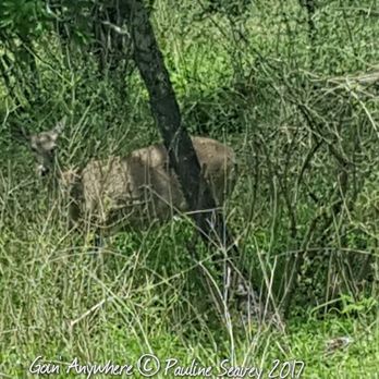 McAllister Park - This sweetie was actually laying in the grass about 40ft away the whole time we were eating our lunch. - Parks Near Me - San Antonio, Texas