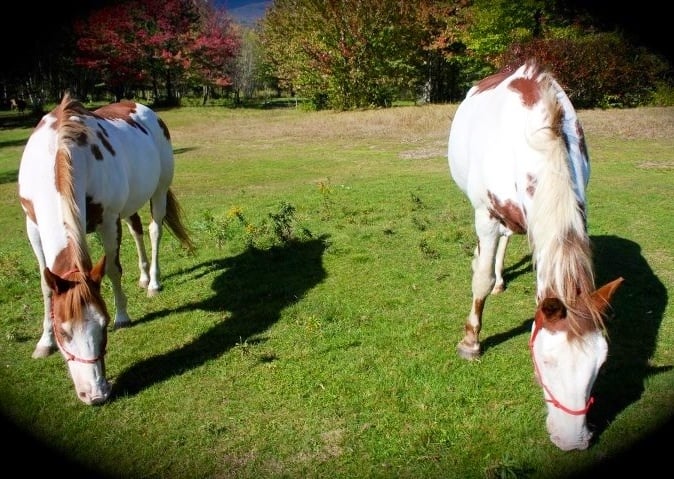 Center for America's First Horse - equestrian in Johnson, VT