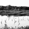 Friends of Hagerman National Wildlife Refuge gift card