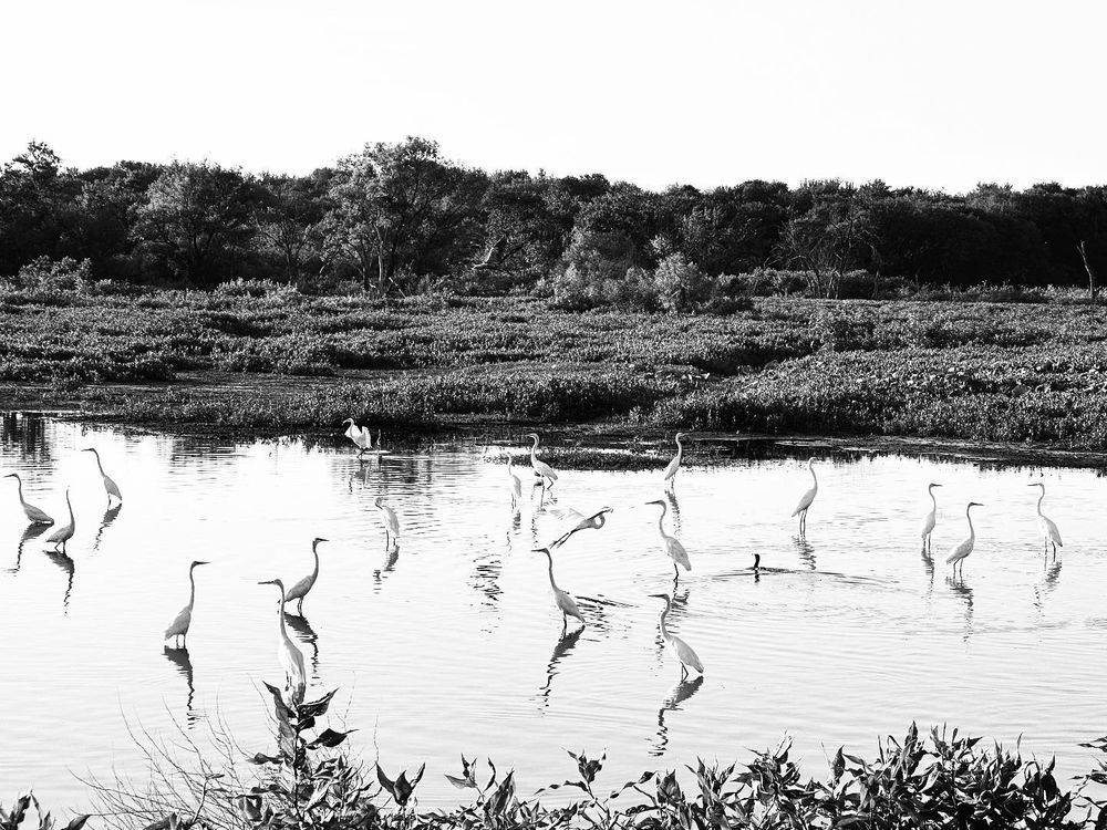 Friends of Hagerman National Wildlife Refuge Logo