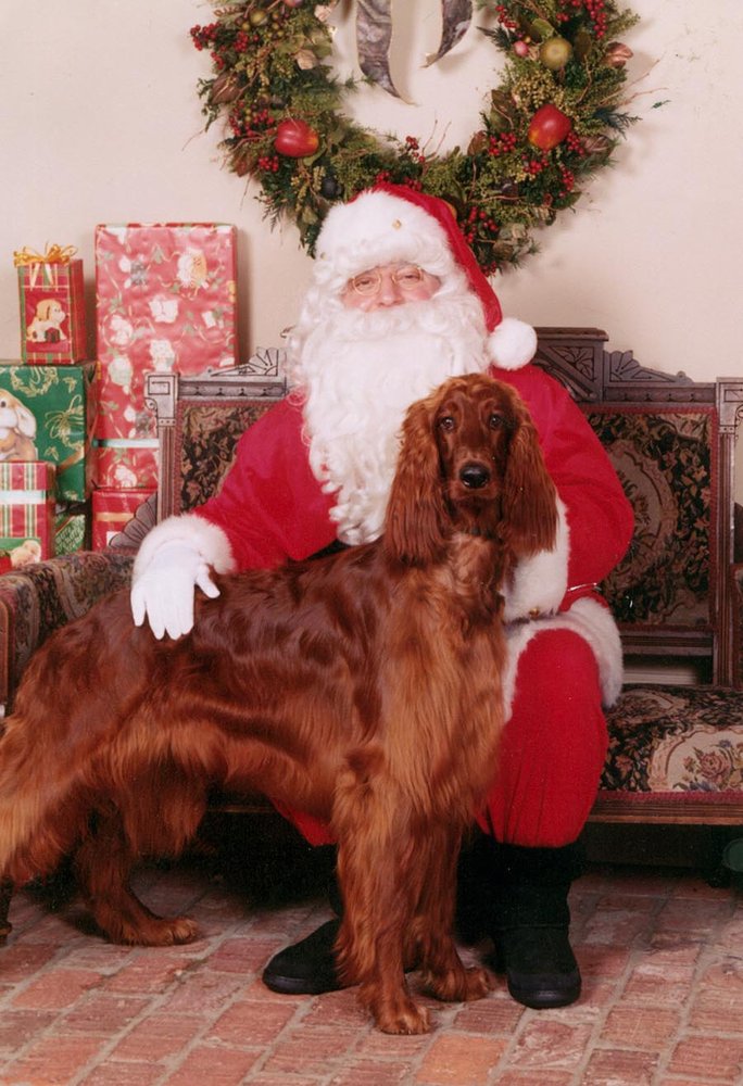 GROOMING BY KRISTI 34 Photos & 98 Reviews Pet Groomers 2407 10th