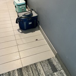 Cockroach