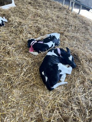 New York State Fairgrounds by null