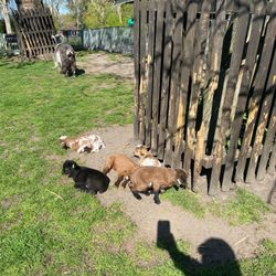 Elsenhove Speelboerderij - Cute baby goats