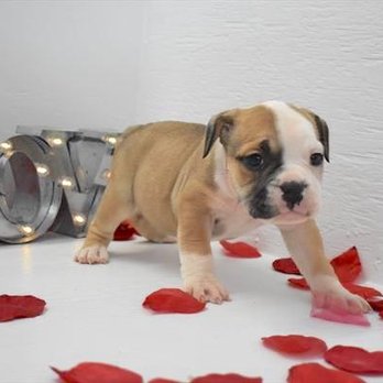 Chews A Puppy - Victorian Bulldog - Pet Adoption Near Me - Ocoee, Florida Chews A Puppy - Victorian Bulldog - Pet Adoption Near Me - Ocoee, Florida