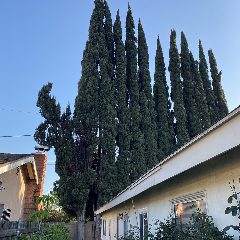 Inexpensive Tree Services - Before service - Tree Services Near Me - Los Angeles, California