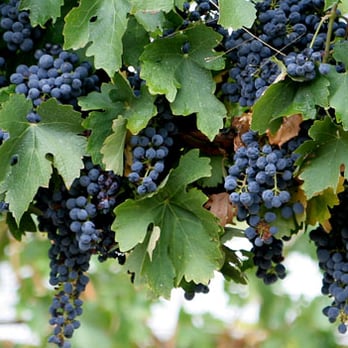 West Coast Grapes - a bunch of grapes hanging from a vine - Wineries Near Me - San Francisco, California West Coast Grapes - a bunch of grapes hanging from a vine - Wineries Near Me - San Francisco, California