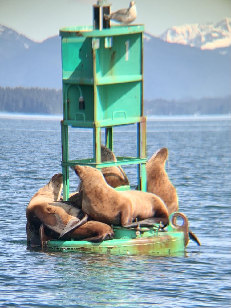 Alaska Humpback Adventures