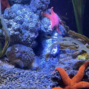 Tennessee Aquarium - Aquariums Near Me - Chattanooga, Tennessee Tennessee Aquarium - Aquariums Near Me - Chattanooga, Tennessee