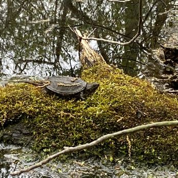 Cincinnati Nature Center - The turtles are waiting for you. - Hiking Near Me - Milford, Ohio Cincinnati Nature Center - The turtles are waiting for you. - Hiking Near Me - Milford, Ohio