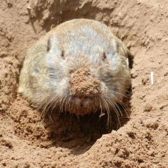Gopher Trapping Pros San Mateo - Wildlife Control Near Me - Hayward, California Gopher Trapping Pros San Mateo - Wildlife Control Near Me - Hayward, California