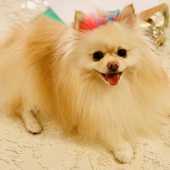 Life is Ruff without a Groomer - Miss CoCo loves her new "do"! - Pet Groomers Near Me - Brewton, Alabama Life is Ruff without a Groomer - Miss CoCo loves her new "do"! - Pet Groomers Near Me - Brewton, Alabama