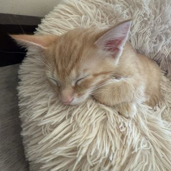 Espurresso Cat Cafe - Cafes Near Me - Bayside, New York