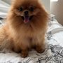 Photo of Valentina Pet Care