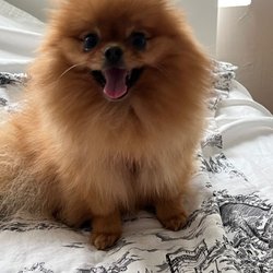 Valentina Pet Care - Happy Chanel at Valentina's house