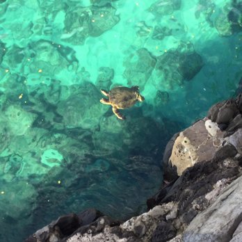 Cliff House - Une tortue dans de l'eau trop bleue! - Venues & Event Spaces Near Me - Lahaina, Hawaii
