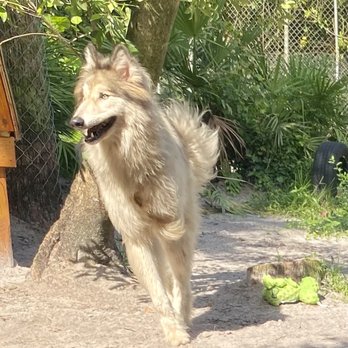 Shy Wolf Sanctuary Education & Experience Center - Animal Shelters Near Me Shy Wolf Sanctuary Education & Experience Center - Animal Shelters Near Me