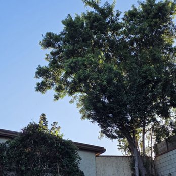 Malpartida Tree Service - Tree 2 before trim - Tree Services Near Me Malpartida Tree Service - Tree 2 before trim - Tree Services Near Me