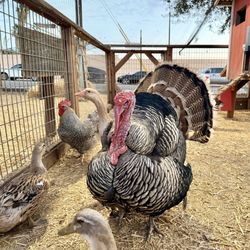 Family Christmas Tree Farm - Assorted birbs