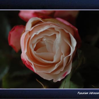 Rosarium - Parks Near Me - Uetersen, SH Rosarium - Parks Near Me - Uetersen, SH