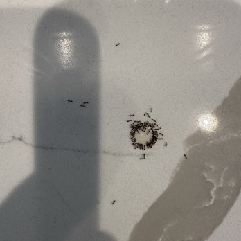 Brothers Pest Control - Ants on my kitchen countertop one day after regular treatment. - Pest Control Near Me - Land O'Lakes, Florida Brothers Pest Control - Ants on my kitchen countertop one day after regular treatment. - Pest Control Near Me - Land O'Lakes, Florida