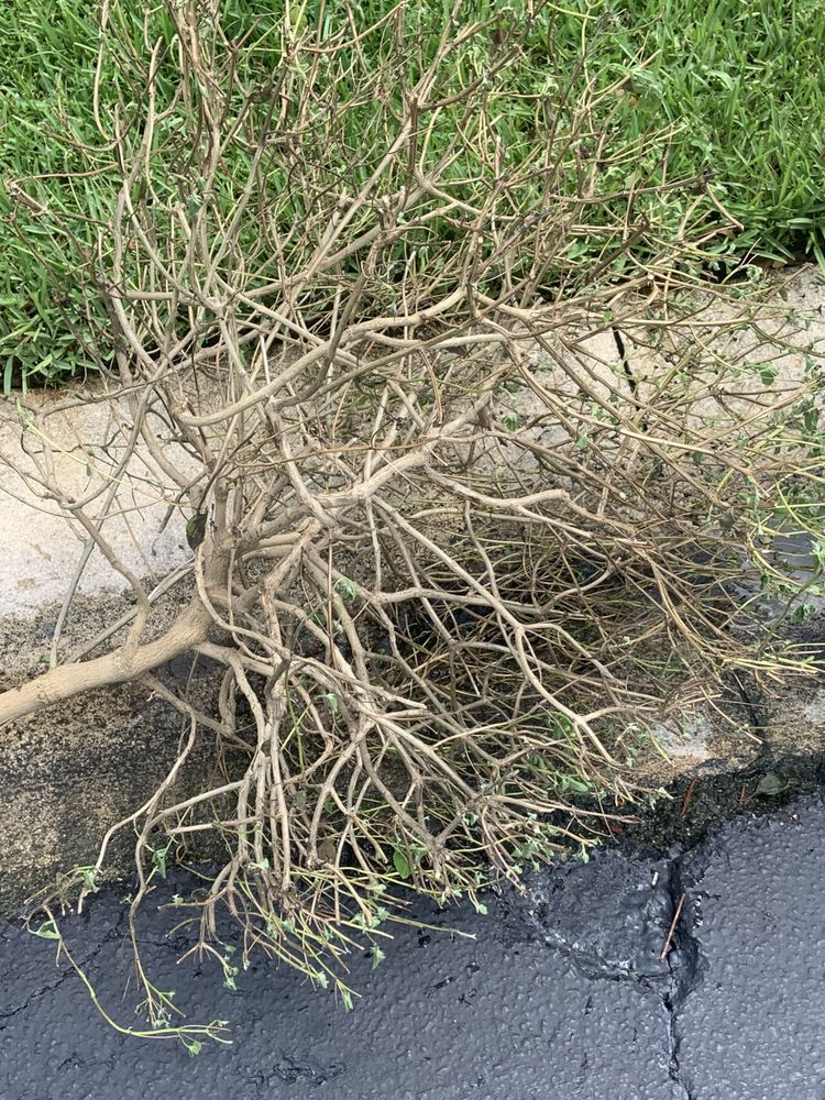 Slide of Sailfish Softwash