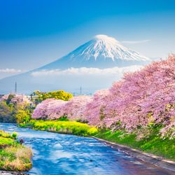 Catherine Armstrong - Blossom April & May in Japan,