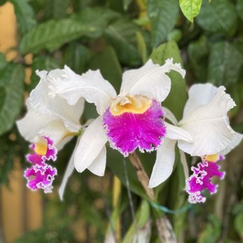 Foster Botanical Garden - Botanical Gardens Near Me - Honolulu, Hawaii