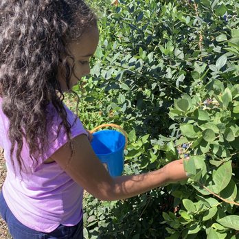 Temecula Berry - Farms Near Me - Temecula, California