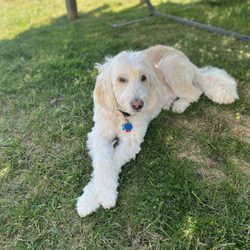Luxe Pups - Buddy