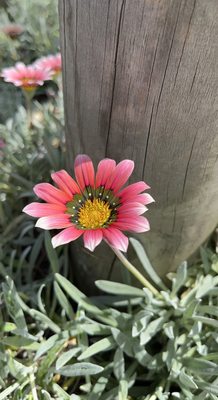 Scandia Family Fun Center by null