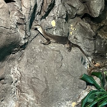 Sydney Wildlife World - Zoos Near Me - Darling Harbour, NSW