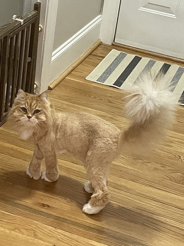 BIG PAWS PET GROOMING AND MOBILE SERVICE Updated August 2024 12