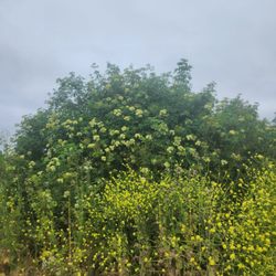 Manzanita County Park
