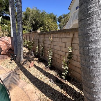 Zion Landscape - A row of star jasmine to soften the wall behind the pool. - Landscaping Near Me Zion Landscape - A row of star jasmine to soften the wall behind the pool. - Landscaping Near Me