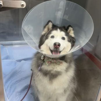 VetNow - Yasha waiting for her treatment. - Emergency Pet Hospital Near Me - Studio City, California