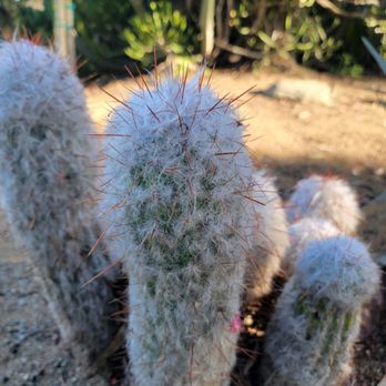 Kate O Sessions Cactus Garden - Parks Near Me - San Diego, California Kate O Sessions Cactus Garden - Parks Near Me - San Diego, California
