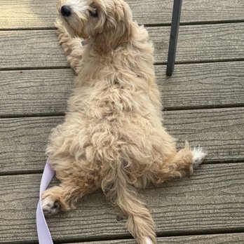 Puppy Guyz - Sunday chilling ! - Pet Breeders Near Me