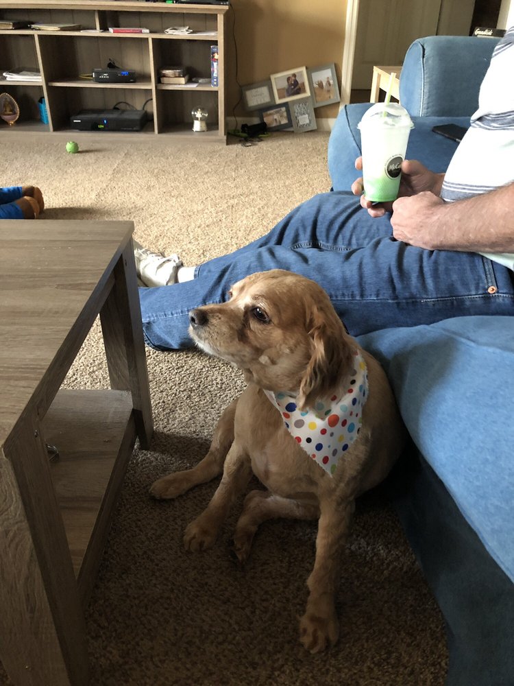 Beach Paws Image