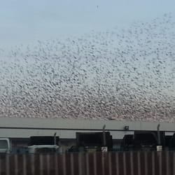 West Sacramento Police Department - Sacramento birds swarming at I80 + Harbor Blvd.
