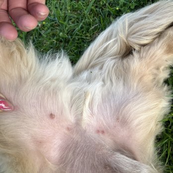 Camp Run-A-Mutt - Bite - Pet Sitting Near Me - Chula Vista, California