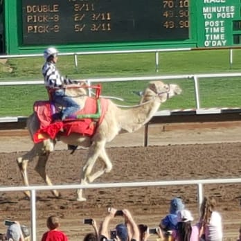 Turf Paradise - Horse Racing Near Me - Phoenix, Arizona Turf Paradise - Horse Racing Near Me - Phoenix, Arizona