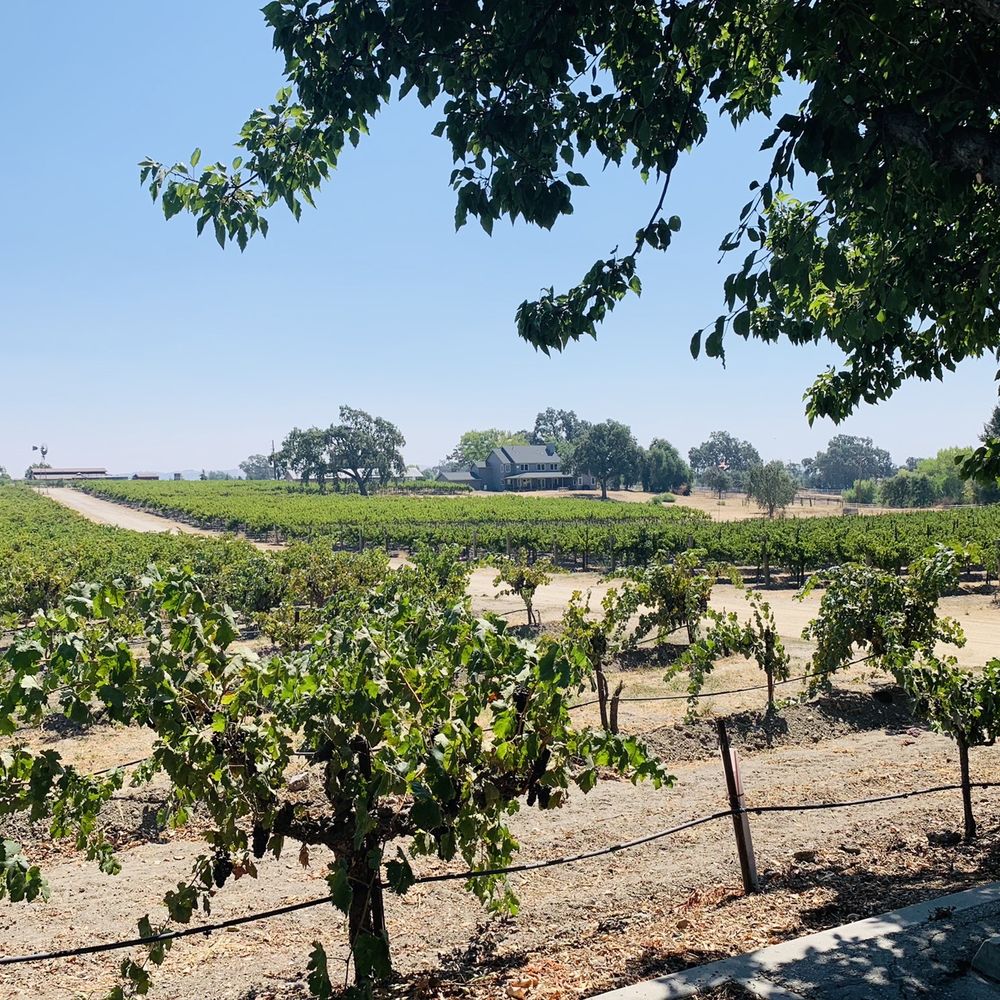 Castoro Cellars - Vineyard - Wineries Near Me - Templeton, California