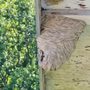 Photo of Pacific Pest Management