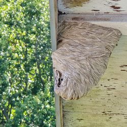 Pacific Pest Management