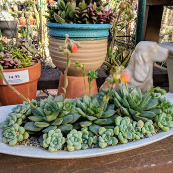 California Cactus Center - Nurseries & Gardening Near Me - Pasadena, California California Cactus Center - Nurseries & Gardening Near Me - Pasadena, California